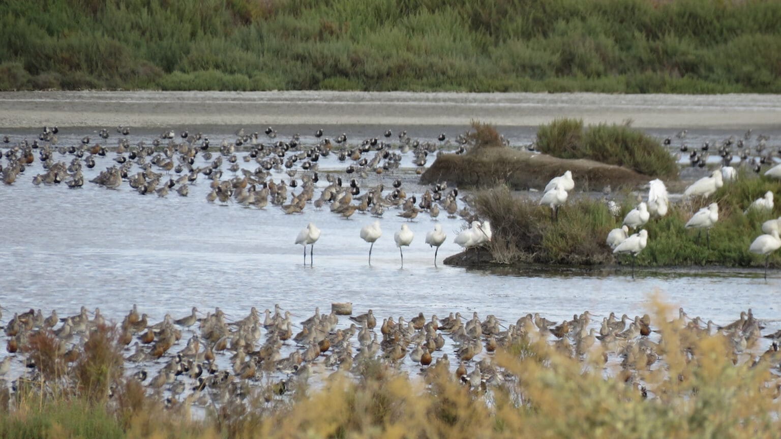 Aves no Sapal Sob o Céu de Outono: Explorando a Natureza e a História do Moinho de Maré de Corroios