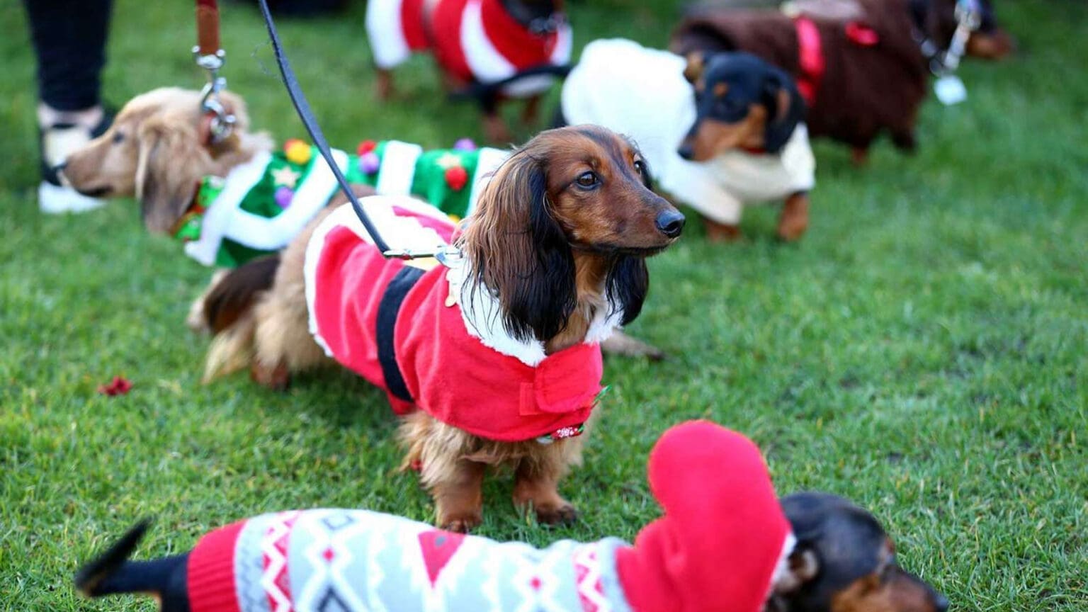 Passeio Solidário de Natal com Animais Abandonados em Seixal