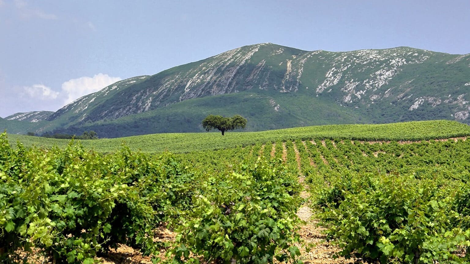 Rota dos Vinhos da Península de Setúbal: Uma Celebração Especial para o Dia da Mãe