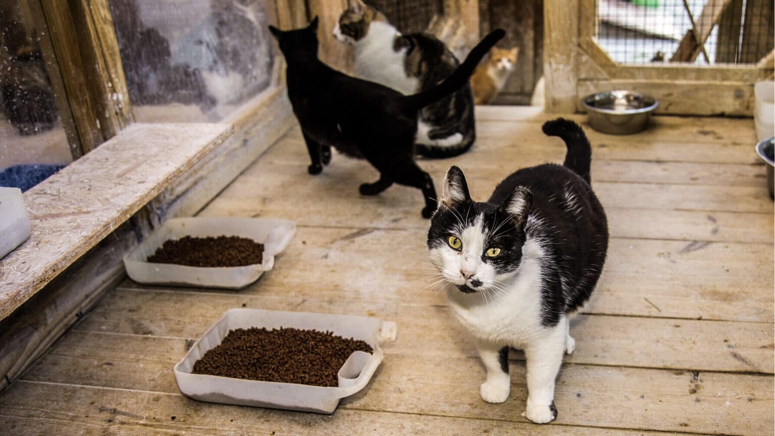 Apoio Municipal Fortalece o Trabalho das Associações de Proteção Animal em Palmela