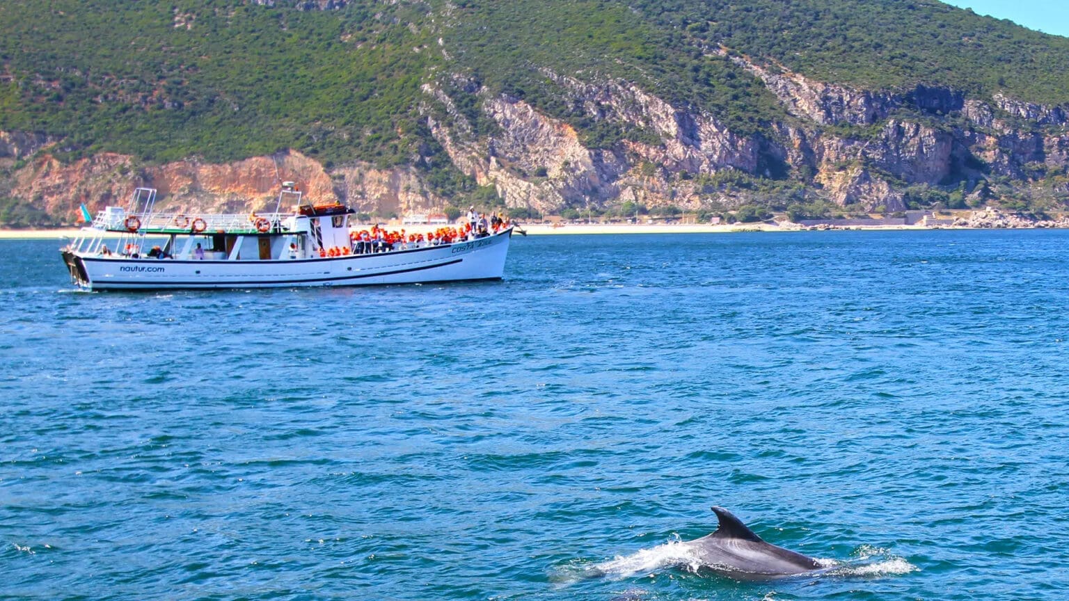 ICNF proíbe observação de golfinhos no estuário do Sado em Agosto