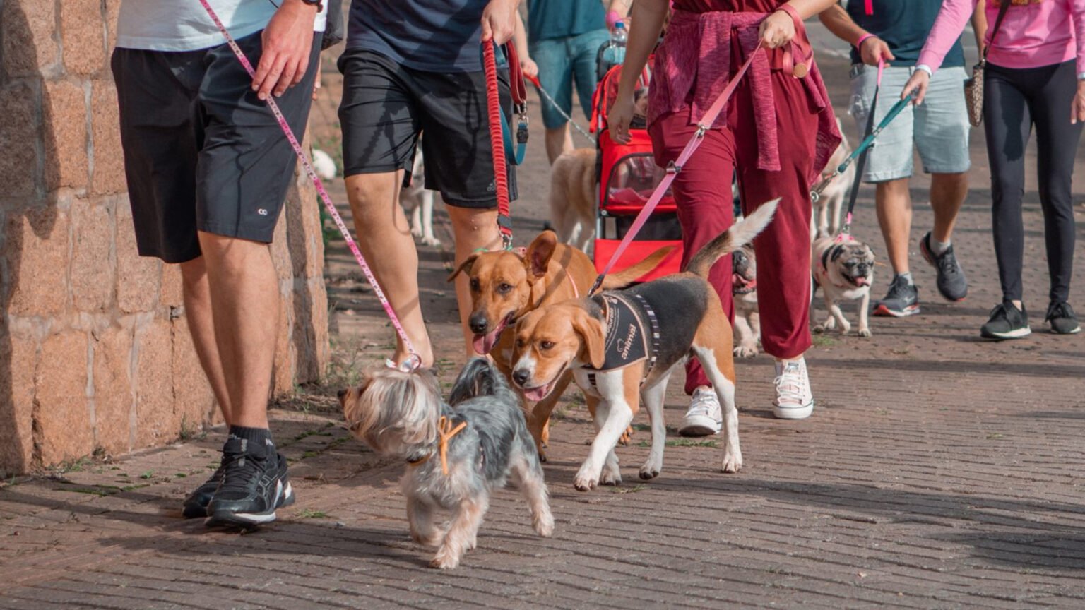 Cãominhada e mercadinho de trocas para celebrar o Dia Mundial do Animal em Setúbal