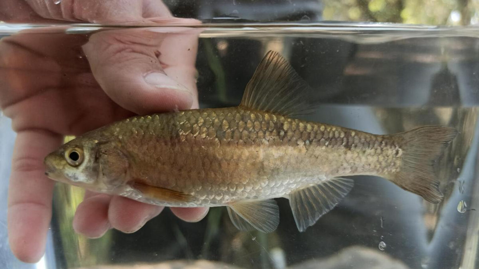 Foi descoberta uma nova espécie de peixe na bacia do Sado