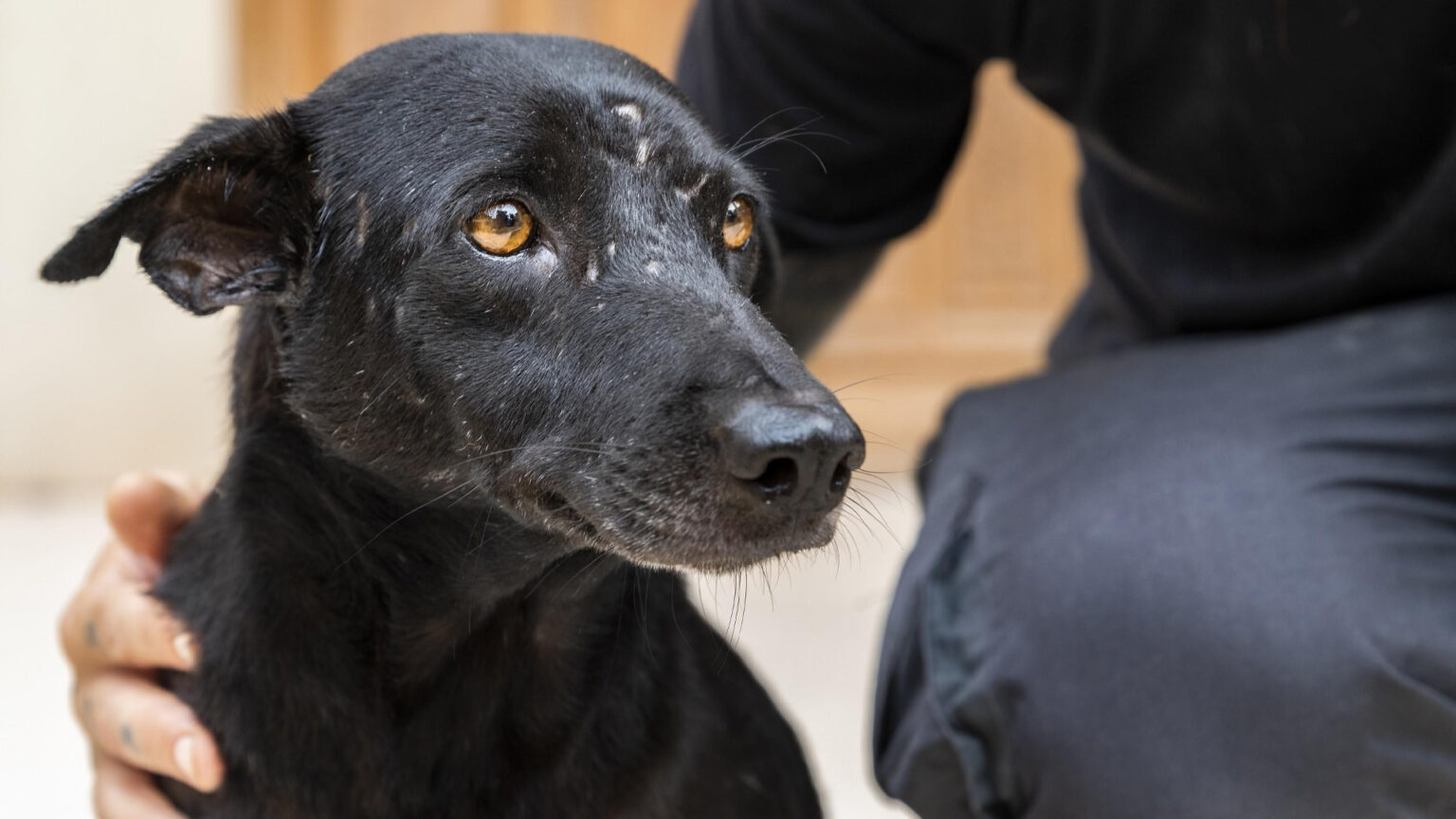 CROAC Amplia Espaço para Acolher Mais Animais em Setúbal